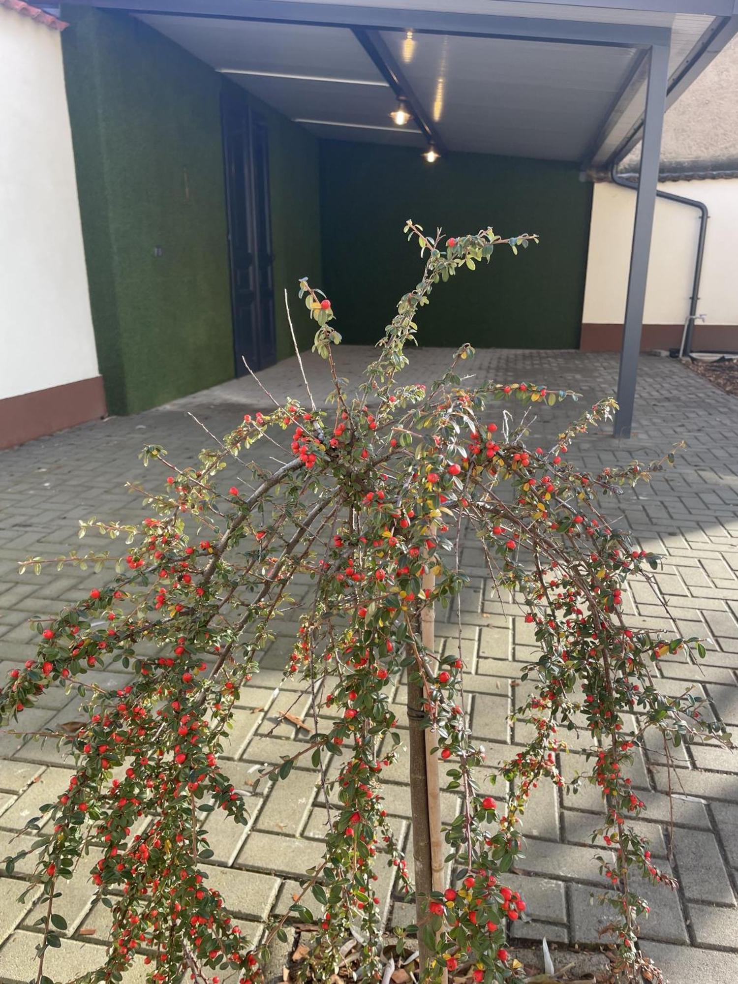 Casa Rosa Apartmanok Eger Kültér fotó